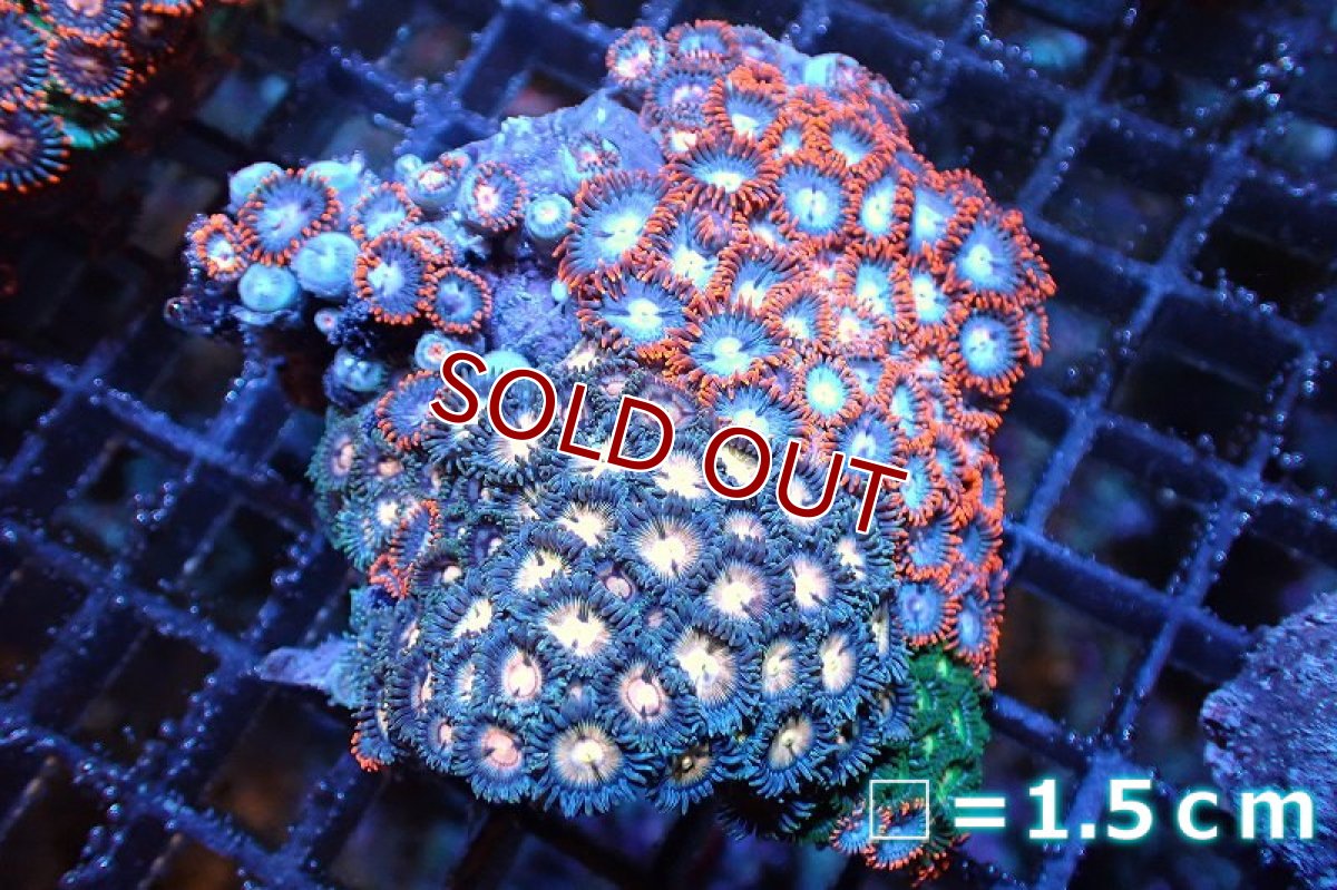 画像1: 【サンゴ】【通販】マメスナギンチャクsp. (Multi）（個体販売）No.26（生体）（サンゴ） (1)