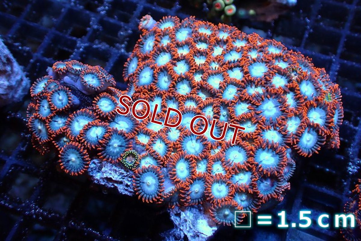 画像1: 【サンゴ】【通販】マメスナギンチャクsp. (Multi）（個体販売）No.28（生体）（サンゴ） (1)