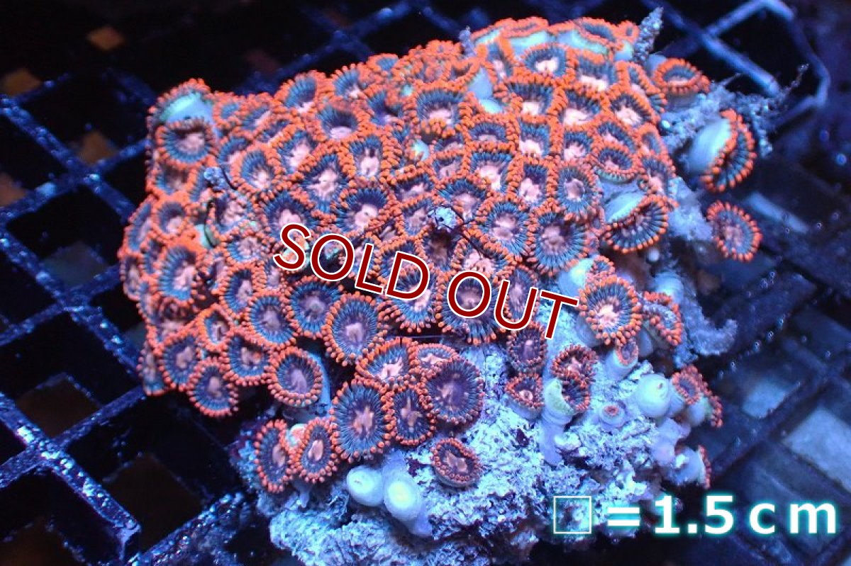 画像1: 【サンゴ】【通販】マメスナギンチャクsp. (Multi）（個体販売）No.34（生体）（サンゴ） (1)