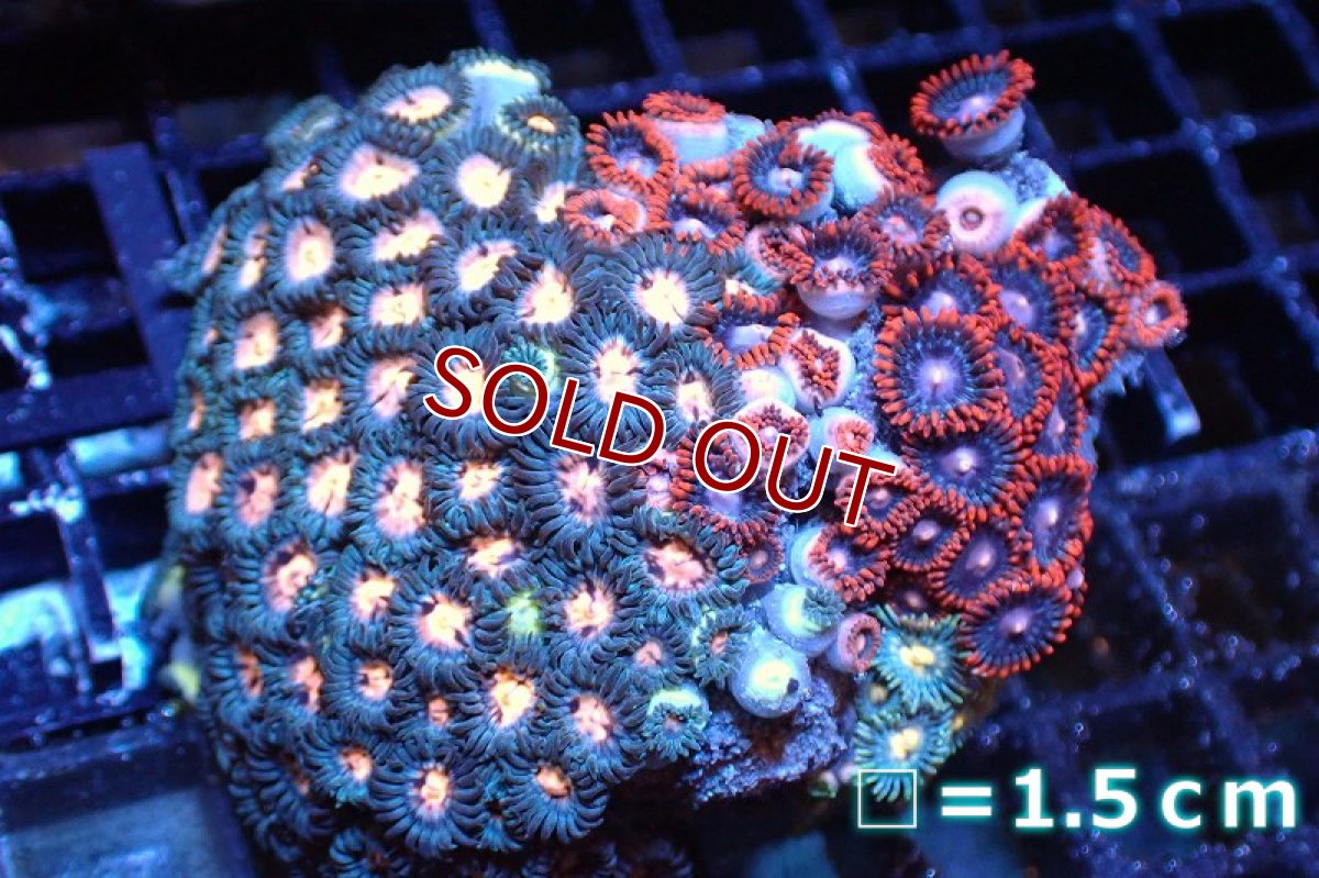 画像1: 【サンゴ】【通販】マメスナギンチャクsp. (Multi）（個体販売）No.35（生体）（サンゴ） (1)