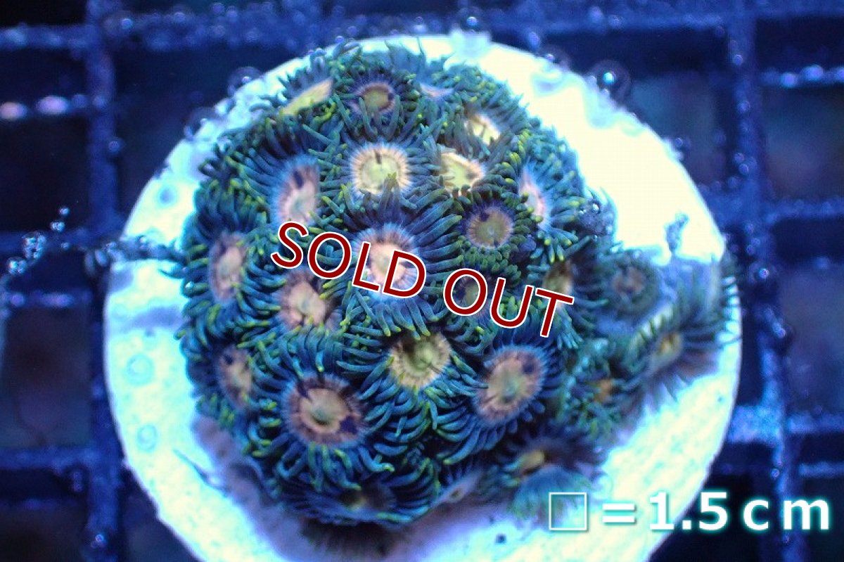 画像1: 【サンゴ】【通販】マメスナギンチャクsp. (Multi/フラグ）（個体販売）No.2（生体）（サンゴ） (1)