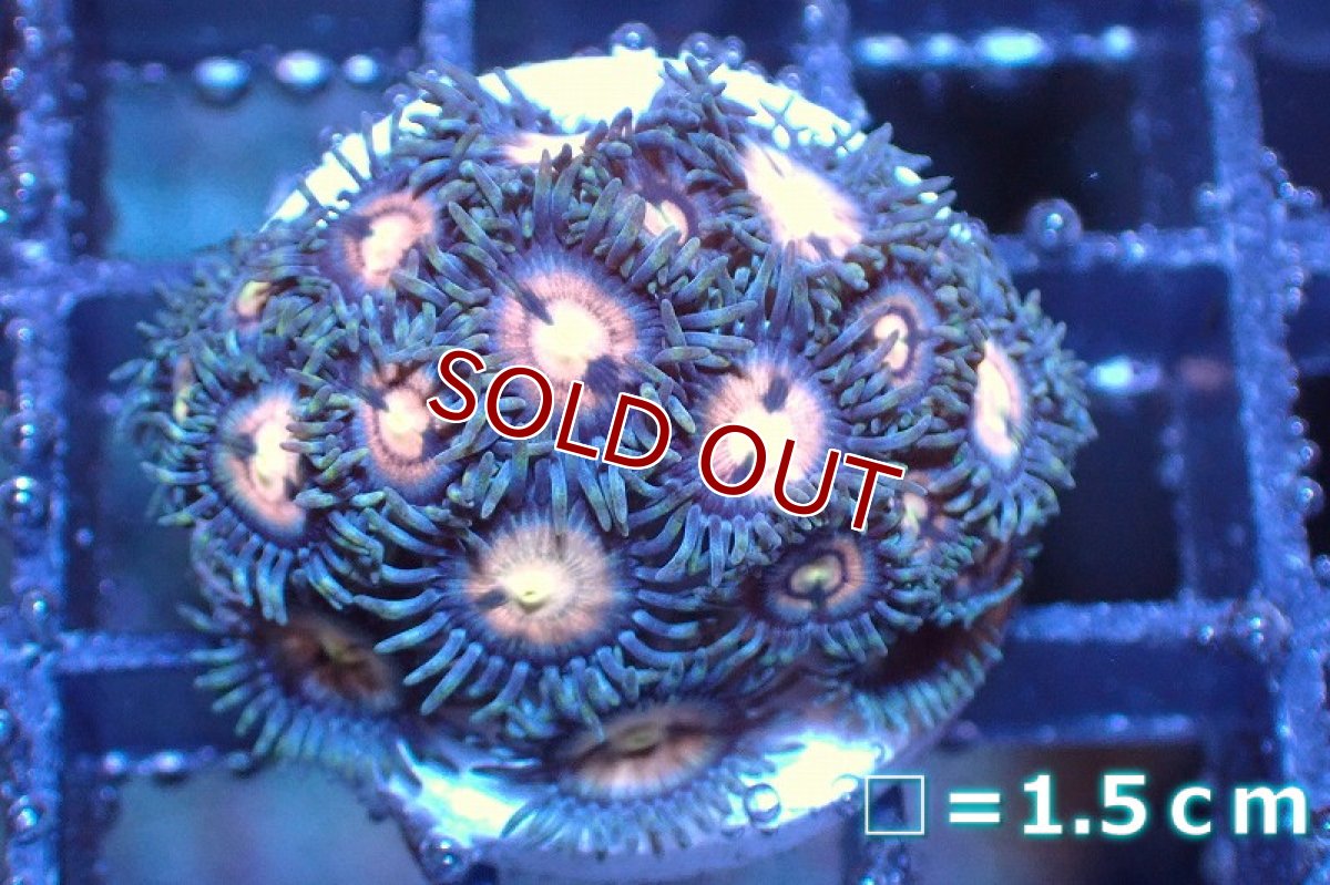 画像1: 【サンゴ】【通販】マメスナギンチャクsp. (Multi/フラグ）（個体販売）No.3（生体）（サンゴ） (1)