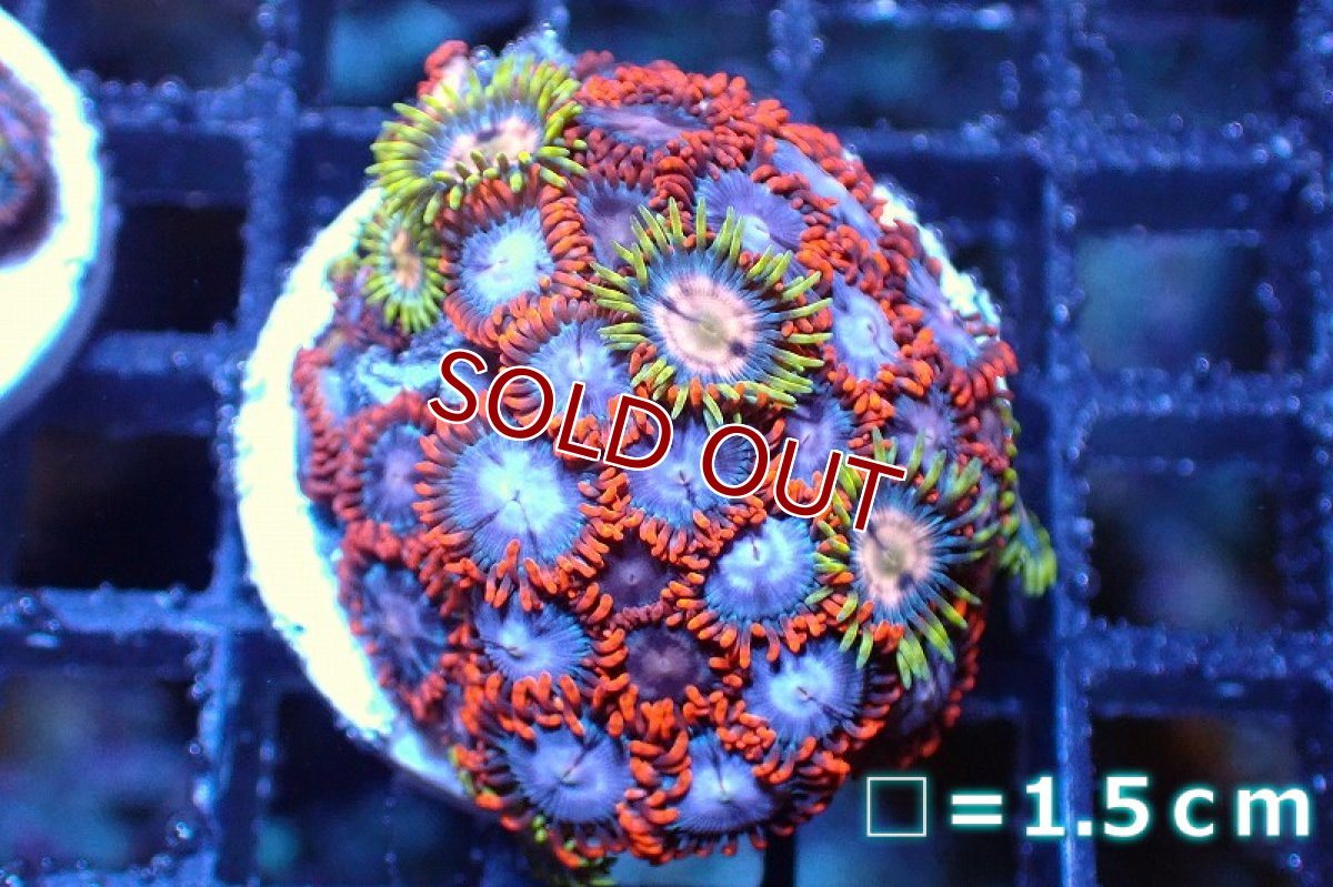画像1: 【サンゴ】【通販】マメスナギンチャクsp. (Multi/フラグ）（個体販売）No.7（生体）（サンゴ） (1)