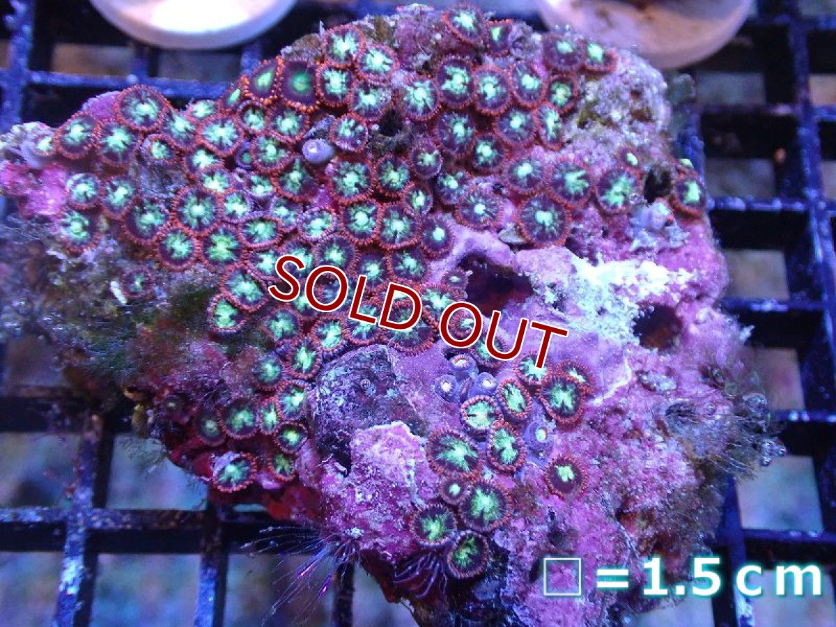 画像1: 【サンゴ】【通販】マメスナギンチャクsp. （マルチ）（個体販売）（生体）（サンゴ） (1)