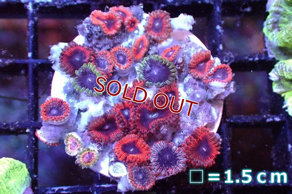 画像1: 【サンゴまとめ買い割引き10％〜20%OFF対象商品】 【サンゴ】【通販】マメスナギンチャクsp. （Multi/フラグ）（個体販売）No.1（生体）（サンゴ） (1)