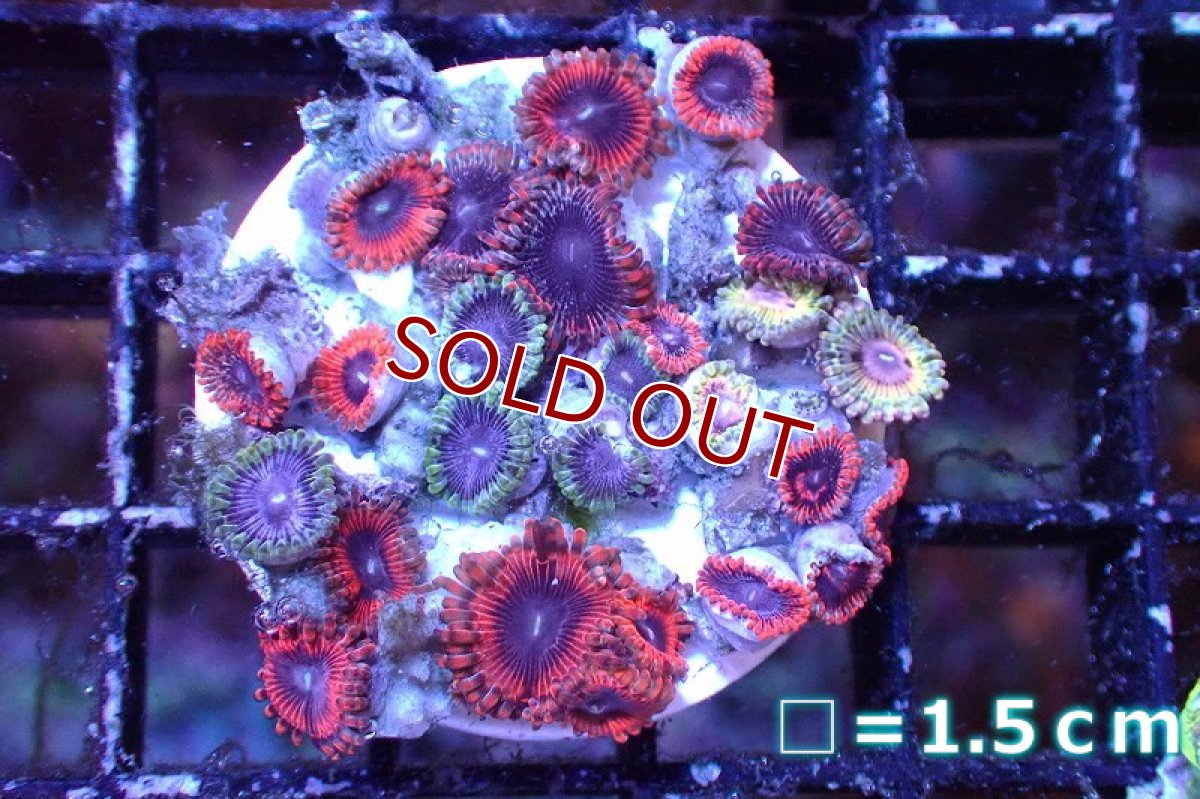 画像1: 【サンゴまとめ買い割り引き対象商品30周年セール】【サンゴ】【通販】マメスナギンチャクsp. （Multi/フラグ）（個体販売）No.2（生体）（サンゴ） (1)