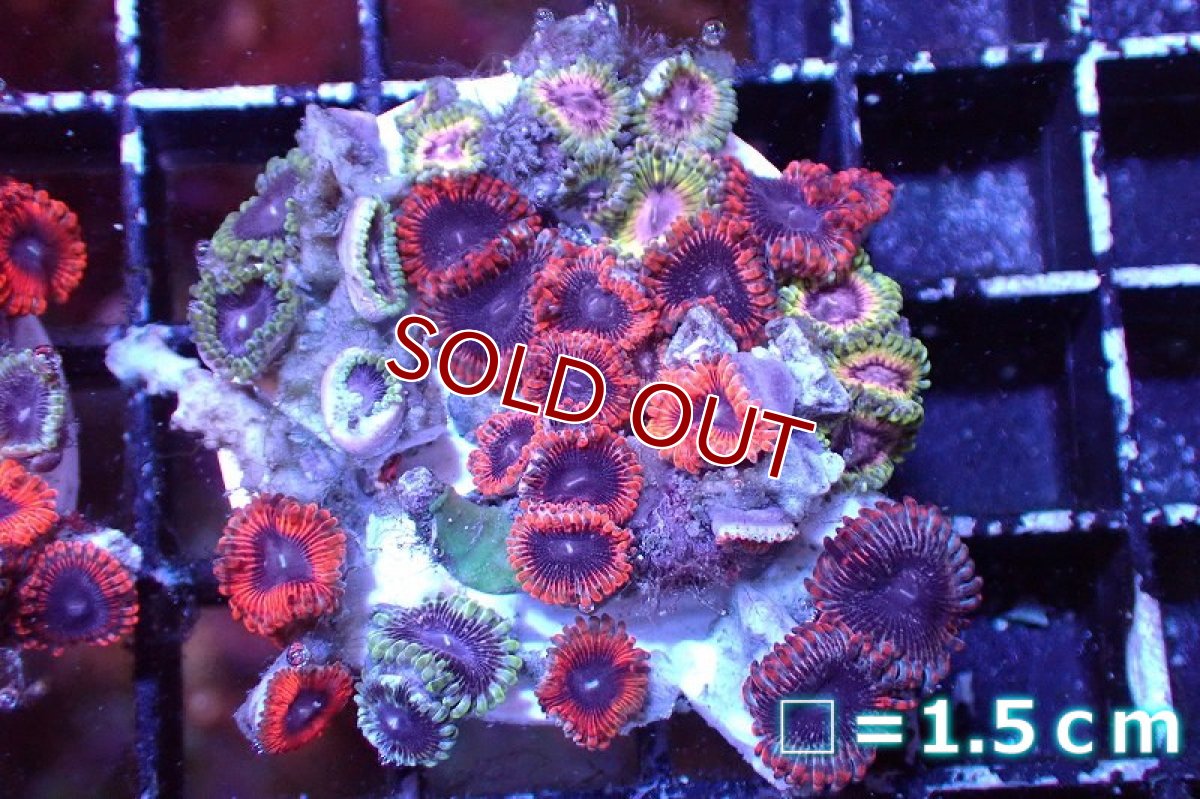 画像1: 【サンゴまとめ買い割引き10％〜20%OFF対象商品】 【サンゴ】【通販】マメスナギンチャクsp. （Multi/フラグ）（個体販売）No.3（生体）（サンゴ） (1)