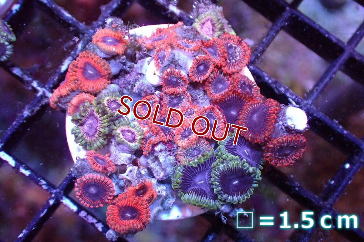 画像1: 【サンゴ】【通販】マメスナギンチャクsp. （Multi/フラグ）（個体販売）No.4（生体）（サンゴ） (1)