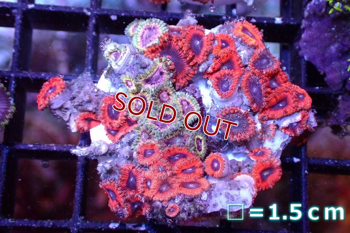 画像1: 【サンゴまとめ買い割引き10％〜20%OFF対象商品】 【サンゴ】【通販】マメスナギンチャクsp. （Multi/フラグ）（個体販売）No.5（生体）（サンゴ） (1)