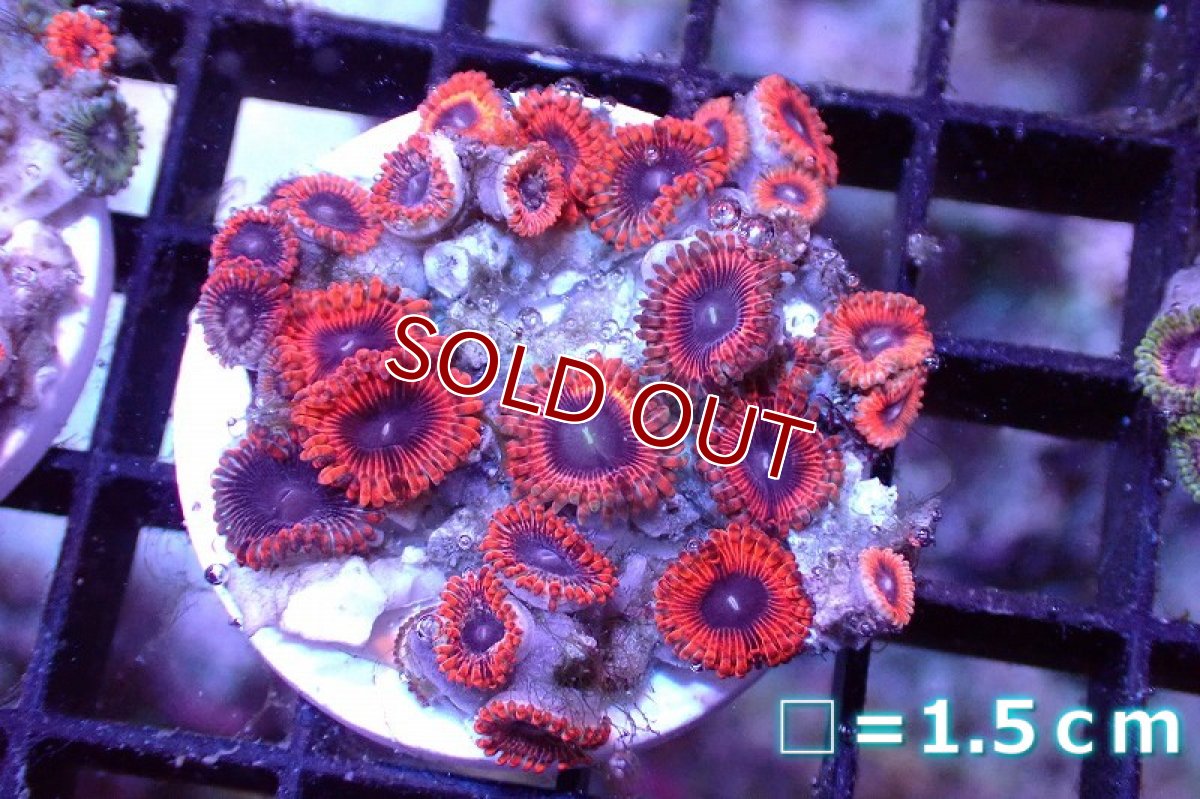 画像1: 【サンゴ】【通販】マメスナギンチャクsp. （Multi/フラグ）（個体販売）No.7（生体）（サンゴ） (1)