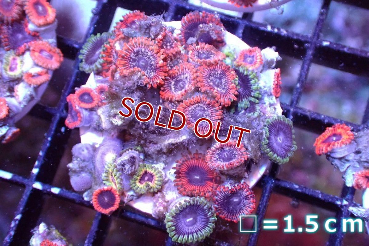 画像1: 【サンゴまとめ買い割引き10％〜20%OFF対象商品】 【サンゴ】【通販】マメスナギンチャクsp. （Multi/フラグ）（個体販売）No.8（生体）（サンゴ） (1)