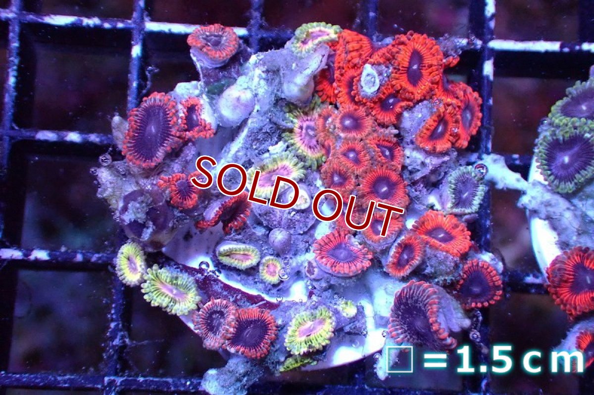 画像1: 【サンゴ】【通販】マメスナギンチャクsp. （Multi/フラグ）（個体販売）No.10（生体）（サンゴ） (1)
