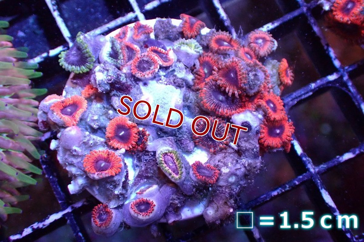画像1: 【サンゴまとめ買い割引き10％〜20%OFF対象商品】 【サンゴ】【通販】マメスナギンチャクsp. （Multi/フラグ）（個体販売）No.11（生体）（サンゴ） (1)
