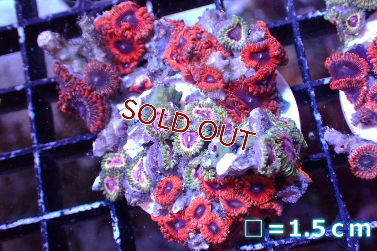 画像1: 【サンゴ】【通販】マメスナギンチャクsp. （Multi/フラグ）（個体販売）No.12（生体）（サンゴ） (1)