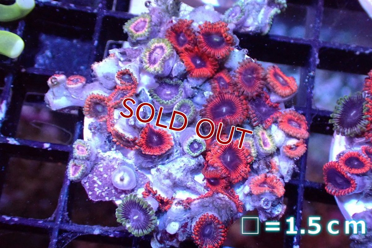 画像1: 【サンゴまとめ買い割引き10％〜20%OFF対象商品】 【サンゴ】【通販】マメスナギンチャクsp. （Multi/フラグ）（個体販売）No.13（生体）（サンゴ） (1)