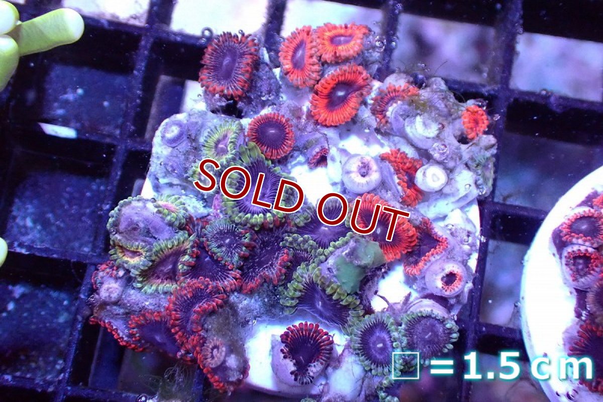 画像1: 【サンゴ】【通販】マメスナギンチャクsp. （Multi/フラグ）（個体販売）No.14（生体）（サンゴ） (1)