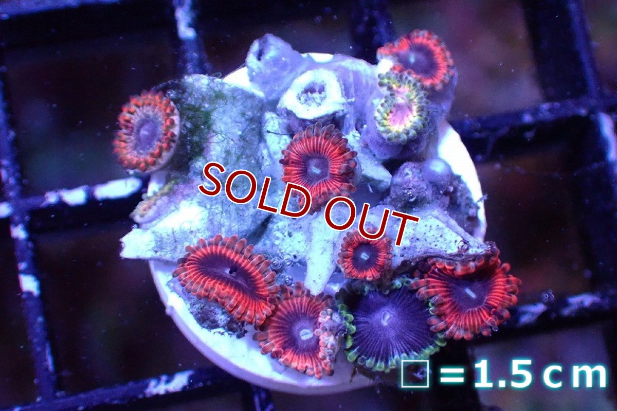 画像1: 【サンゴまとめ買い割引き10％〜20%OFF対象商品】 【サンゴ】【通販】マメスナギンチャクsp. （Multi/フラグ）（個体販売）No.15（生体）（サンゴ） (1)