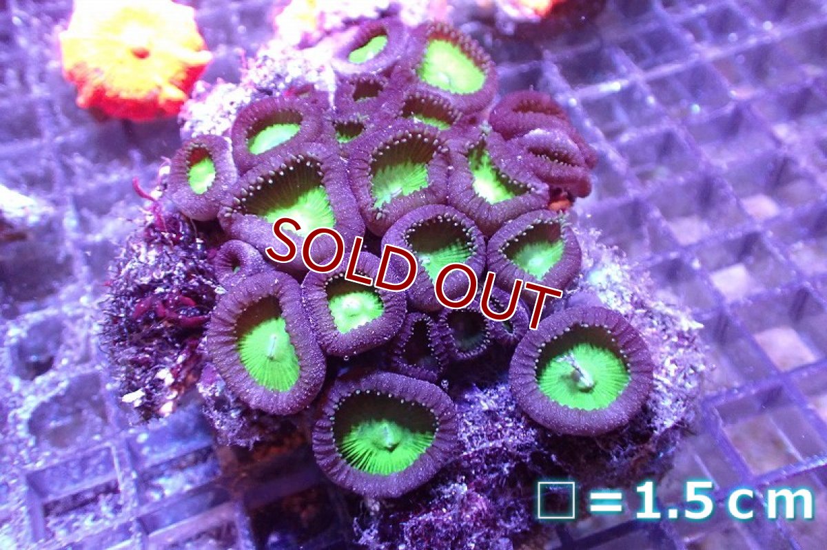 画像1: 【サンゴ】【通販】ボタンポリプ（グリーン）（個体販売）（生体）（サンゴ） (1)