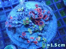 画像1: 【サンゴまとめ買い割り引き対象商品30周年セール】 【サンゴ】【通販】マメスナギンチャクsp. （Multi）（個体販売）No.1（生体）（サンゴ） (1)