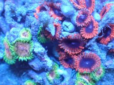 画像2: 【サンゴまとめ買い割り引き対象商品30周年セール】 【サンゴ】【通販】マメスナギンチャクsp. （Multi）（個体販売）No.1（生体）（サンゴ） (2)