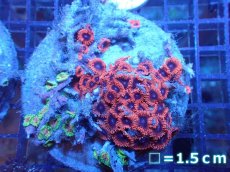 画像1: 【サンゴまとめ買い割り引き対象商品30周年セール】 【サンゴ】【通販】マメスナギンチャクsp. （Multi）（個体販売）No.2（生体）（サンゴ） (1)