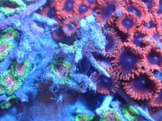 画像2: 【サンゴまとめ買い割り引き対象商品30周年セール】 【サンゴ】【通販】マメスナギンチャクsp. （Multi）（個体販売）No.2（生体）（サンゴ） (2)