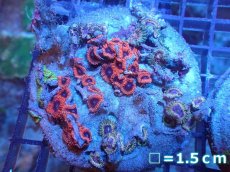 画像1: 【サンゴまとめ買い割り引き対象商品30周年セール】 【サンゴ】【通販】マメスナギンチャクsp. （Multi）（個体販売）No.3（生体）（サンゴ） (1)