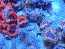 画像2: 【サンゴまとめ買い割り引き対象商品30周年セール】 【サンゴ】【通販】マメスナギンチャクsp. （Multi）（個体販売）No.3（生体）（サンゴ） (2)