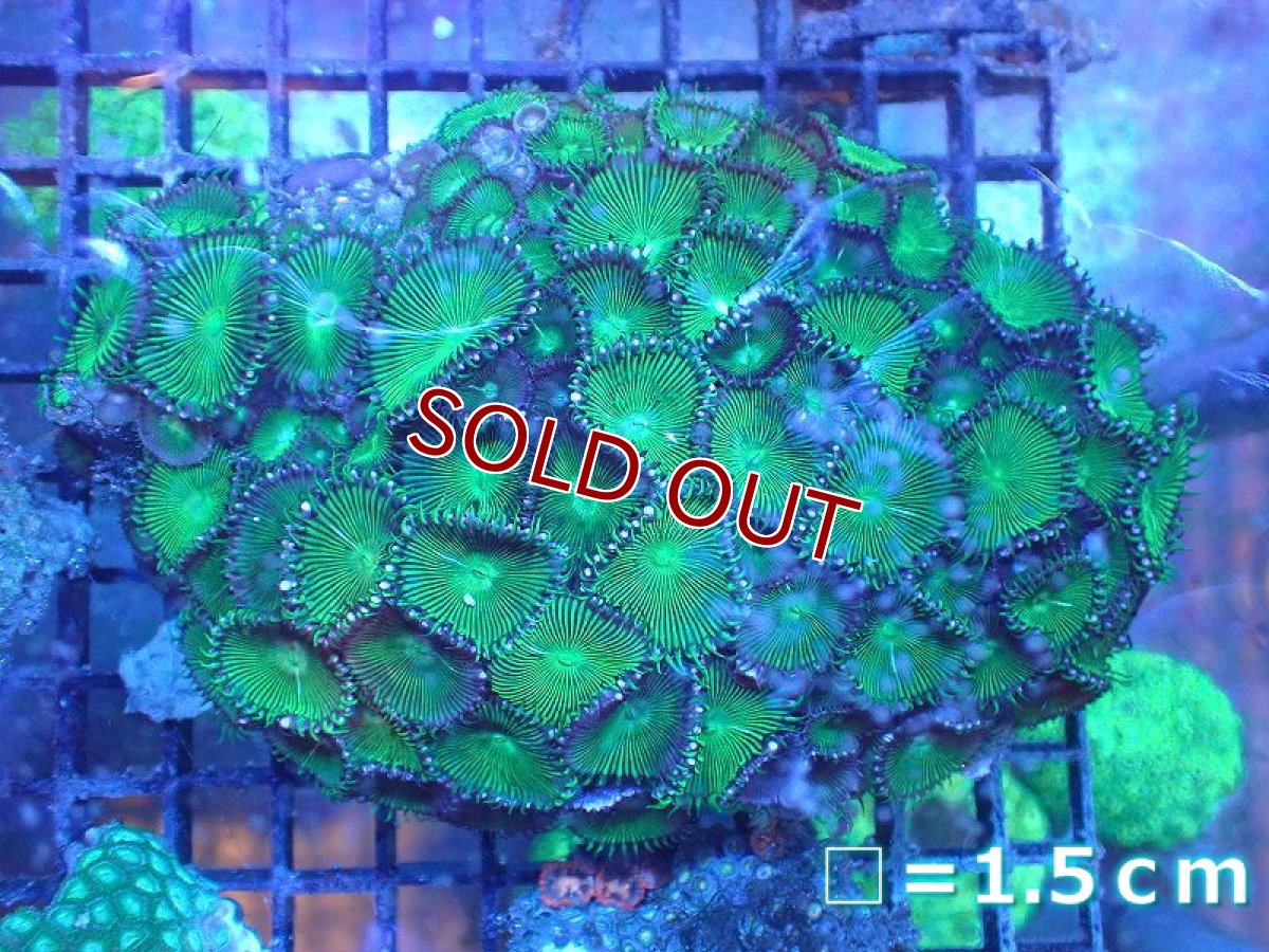 画像1: 【サンゴ】【通販】ボタンポリプsp. （Green）（個体販売）No.8（生体）（サンゴ） (1)
