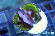 画像1: 【サンゴ】【通販】サンゾアシッド（フラグ/2ポリプ）（個体販売）No.1（生体）（サンゴ） (1)