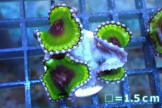 画像1: 【サンゴ】【通販】サンゾアシッド（フラグ/3ポリプ）（個体販売）No.3（生体）（サンゴ） (1)