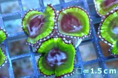 画像1: 【サンゴ】【通販】サンゾアシッド（フラグ/3ポリプ）（個体販売）No.4（生体）（サンゴ） (1)