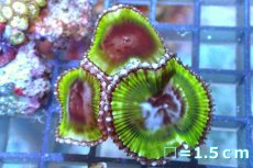 画像1: 【サンゴ】【通販】サンゾアシッド（フラグ/3ポリプ）（個体販売）No.5（生体）（サンゴ） (1)