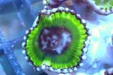 画像2: 【サンゴ】【通販】サンゾアシッド（フラグ/3ポリプ）（個体販売）No.6（生体）（サンゴ） (2)