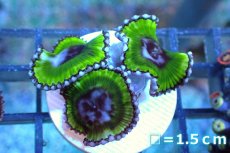画像1: 【サンゴ】【通販】サンゾアシッド（フラグ/3ポリプ）（個体販売）No.8（生体）（サンゴ） (1)