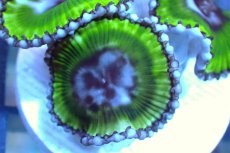 画像2: 【サンゴ】【通販】サンゾアシッド（フラグ/3ポリプ）（個体販売）No.8（生体）（サンゴ） (2)