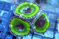 画像1: 【サンゴ】【通販】サンゾアシッド（フラグ/3ポリプ）（個体販売）No.10（生体）（サンゴ） (1)