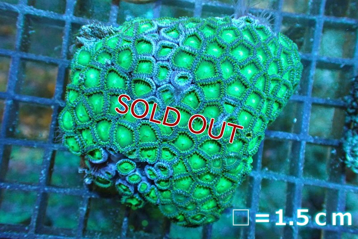 画像1: 【サンゴ】【通販】マメスナギンチャクsp. （Green）（個体販売）No.1（生体）（サンゴ） (1)