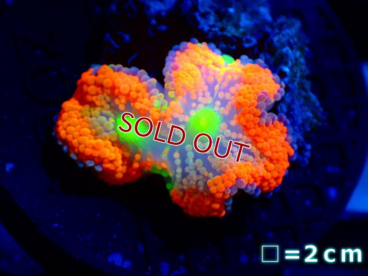 画像1: 【サンゴ】【通販】カリビアンバブルディスク（Multi）（個体販売）No.2（生体）（サンゴ） (1)