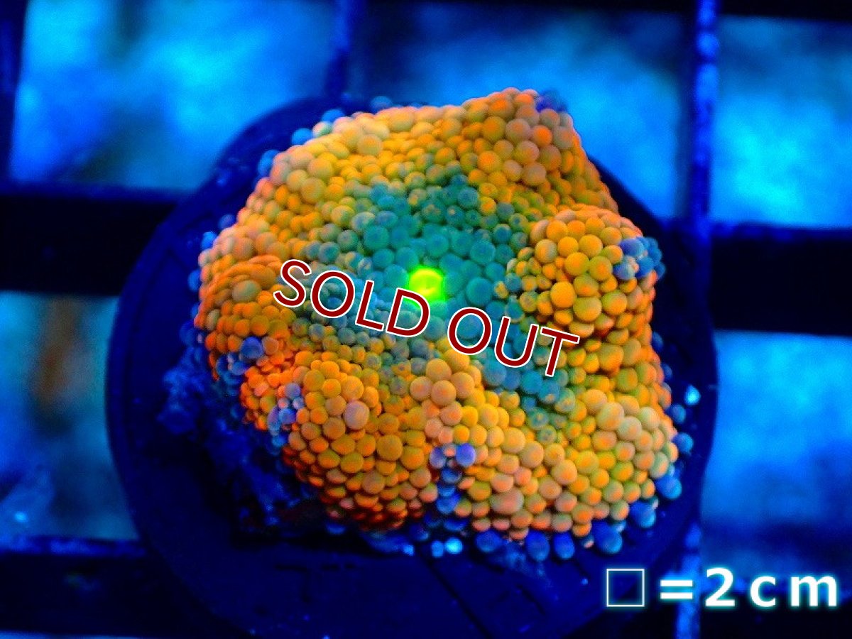 画像1: 【サンゴ】【通販】カリビアンバブルディスク（Multi）（個体販売）No.4（生体）（サンゴ） (1)