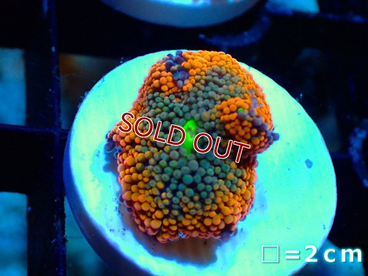画像1: 【サンゴ】【通販】カリビアンバブルディスク（Multi)（個体販売）No.4（生体）（サンゴ） (1)