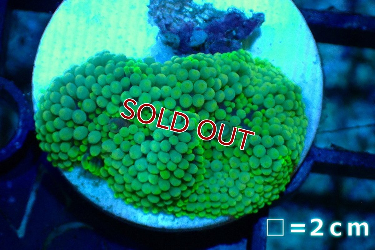 画像1: 【サンゴ】【通販】カリビアンバブルディスク（Special Green)（個体販売）No.22（生体）（サンゴ） (1)