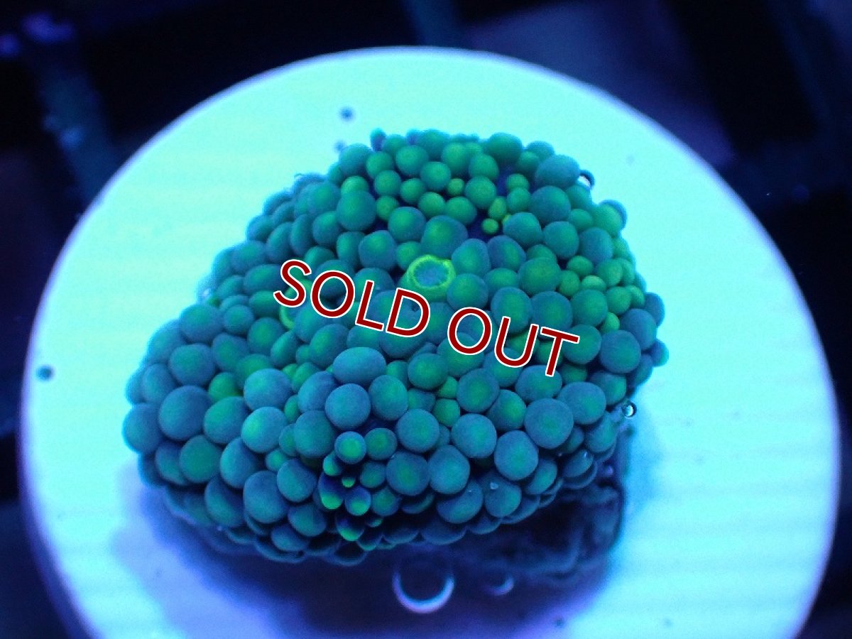 画像1: 【サンゴ】【通販】カリビアンバブルディスク（GREEN)（個体販売）No.1（生体）（サンゴ） (1)