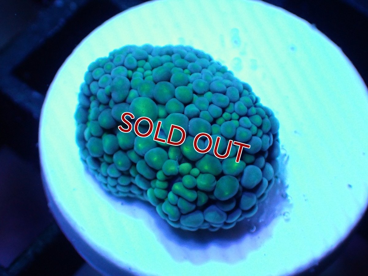 画像1: 【サンゴ】【通販】カリビアンバブルディスク（GREEN)（個体販売）No.2（生体）（サンゴ） (1)