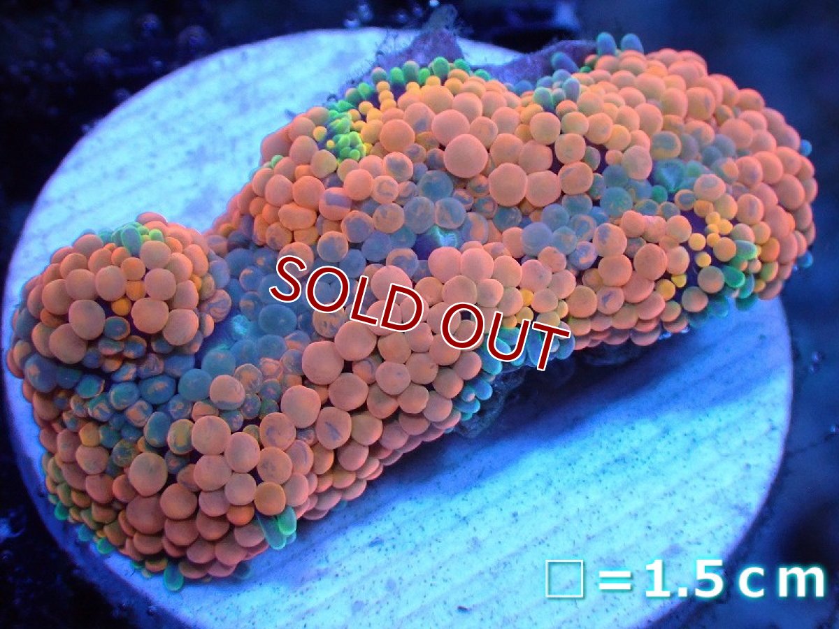 画像1: 【サンゴ】【通販】カリビアンバブルディスク（Orange)（個体販売）No.9（生体）（サンゴ） (1)
