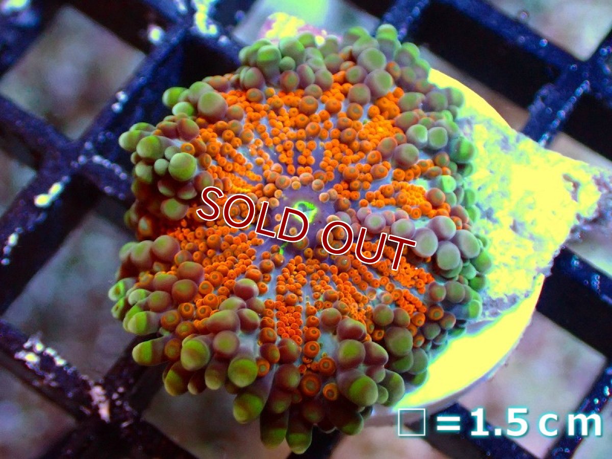 画像1: 【サンゴ】【通販】バブルディスクコーラルsp.（Special Color)（個体販売）No.1（生体）（サンゴ） (1)