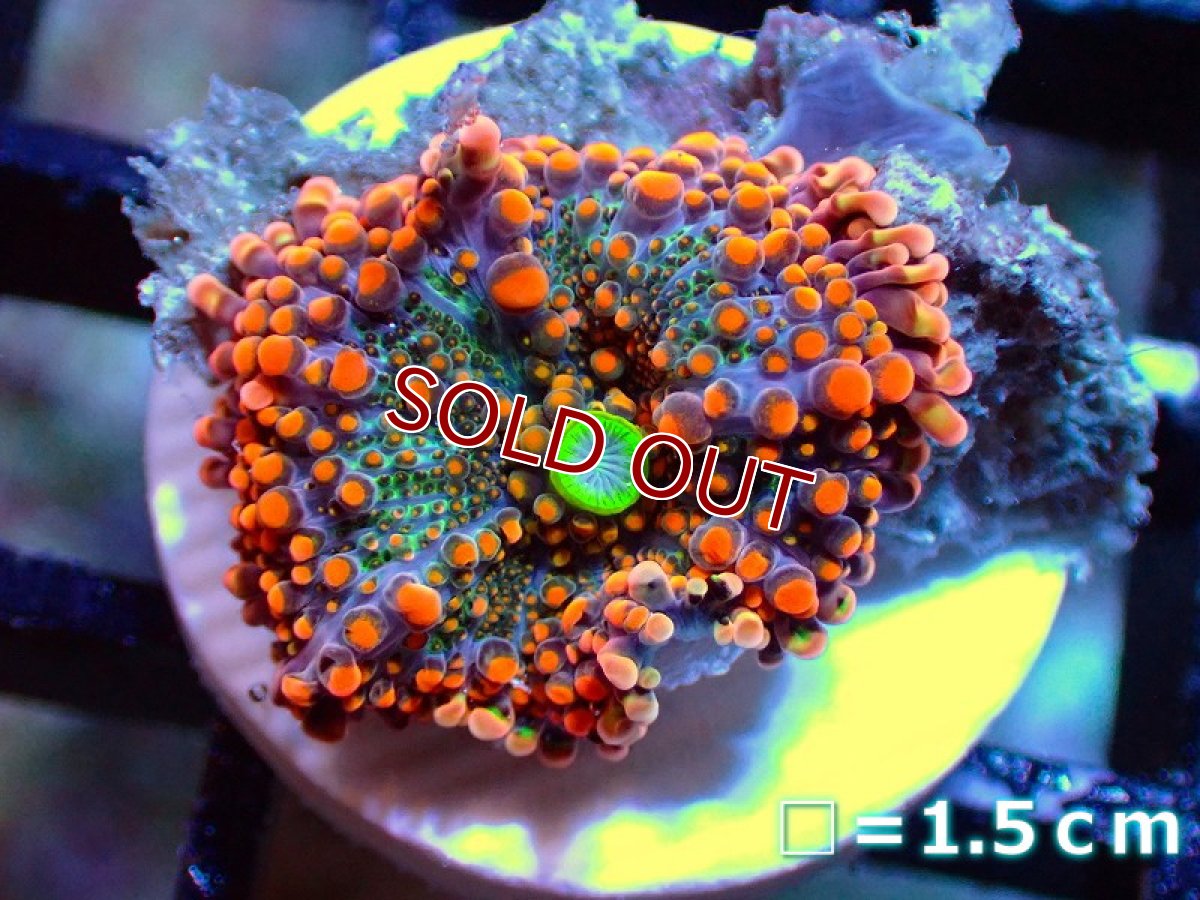 画像1: 【サンゴ】【通販】バブルディスクコーラルsp.（Special Color)（個体販売）No.3（生体）（サンゴ） (1)