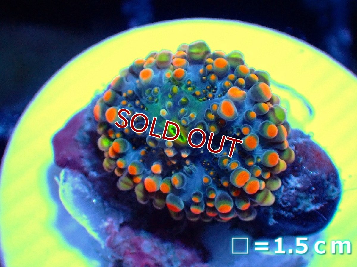 画像1: 【サンゴ】【通販】バブルディスクコーラルsp.（Special Color)（個体販売）No.9（生体）（サンゴ） (1)