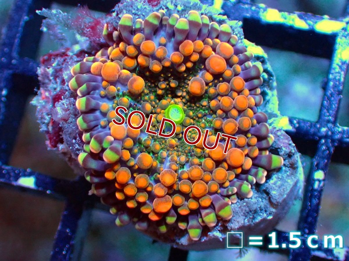 画像1: 【サンゴ】【通販】バブルディスクコーラルsp.（Special Color)（個体販売）No.10（生体）（サンゴ） (1)