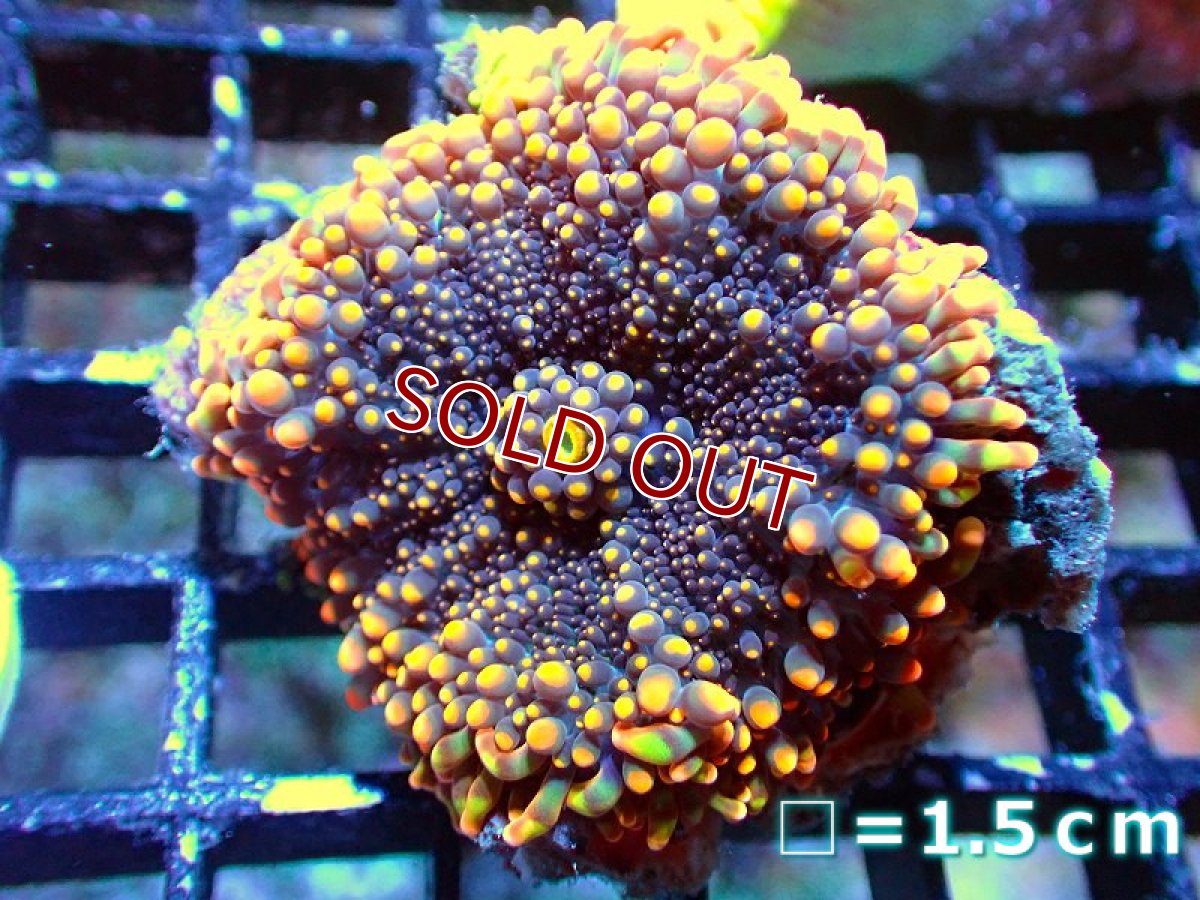 画像1: 【サンゴ】【通販】バブルディスクコーラルsp.（Special Color)（個体販売）No.12（生体）（サンゴ） (1)